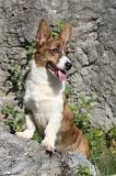 CORGI CARDIGAN 066